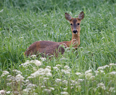 BB 07 0125 / Capreolus capreolus / Rådyr
